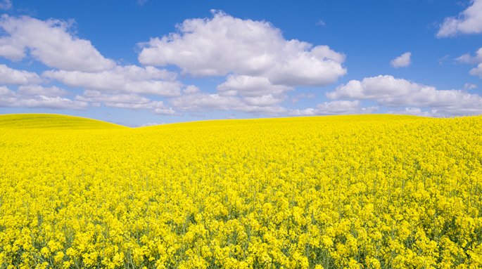 Canola_small